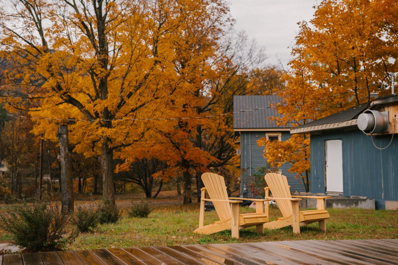 Small light beige wooden chairs for rest on green lawn in yard of private house by tall trees with vibrant golden foliage in autumn